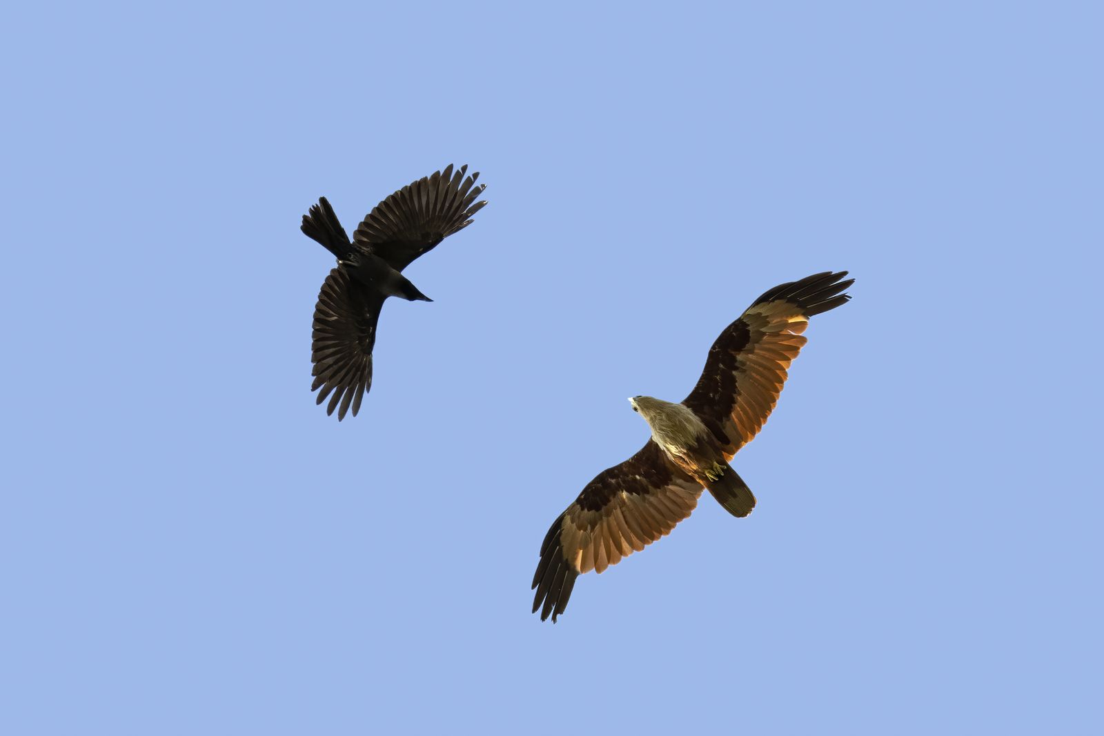 Brahminy Kite (3)